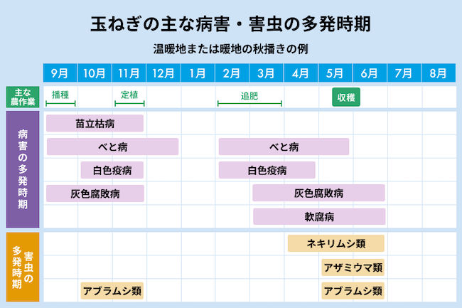 玉ねぎの主な病害と害虫の多発時期