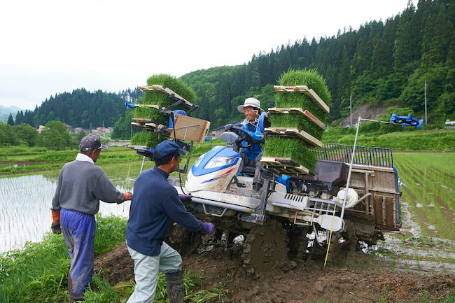 田植えの共同作業