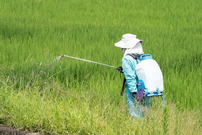 水田畦畔の除草剤散布