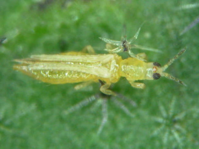 ミナミキイロアザミウマ成虫(体長1mm)