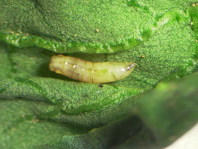 タネバエ老齢幼虫(体長5mm)