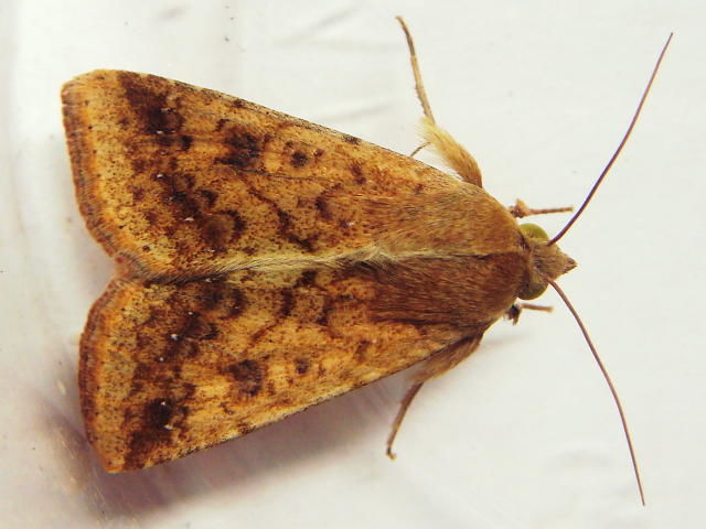 前翅長18mmのオオタバコガの成虫