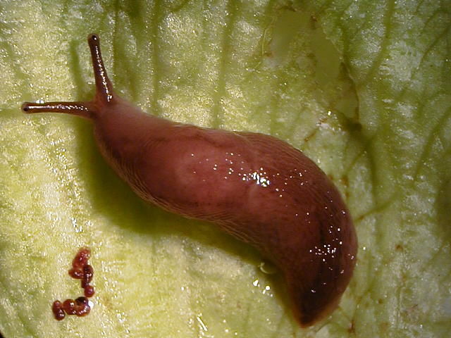 体長30mmのチャコウラナメクジ