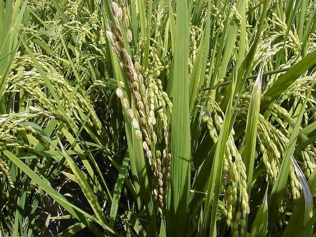 水稲のもみ枯細菌病 白く萎凋した籾